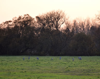 Polder de Combrit