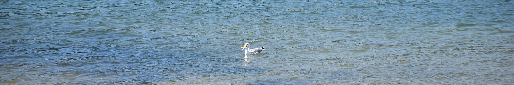 Pêche dans le port de Sainte-Marine